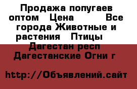 Продажа попугаев оптом › Цена ­ 500 - Все города Животные и растения » Птицы   . Дагестан респ.,Дагестанские Огни г.